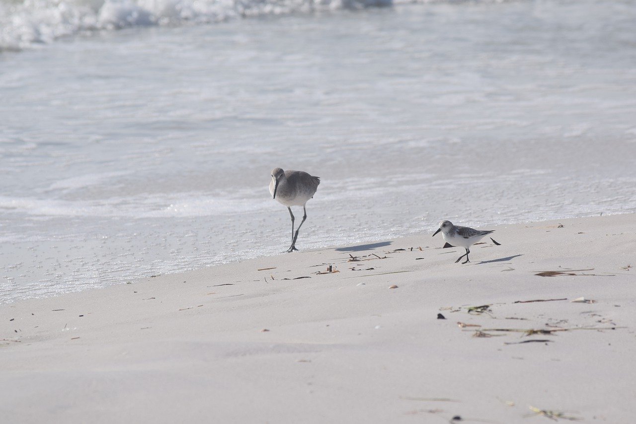 Seagull on Florida Beach